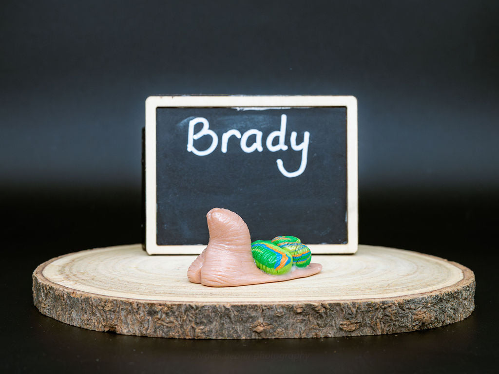 Brady