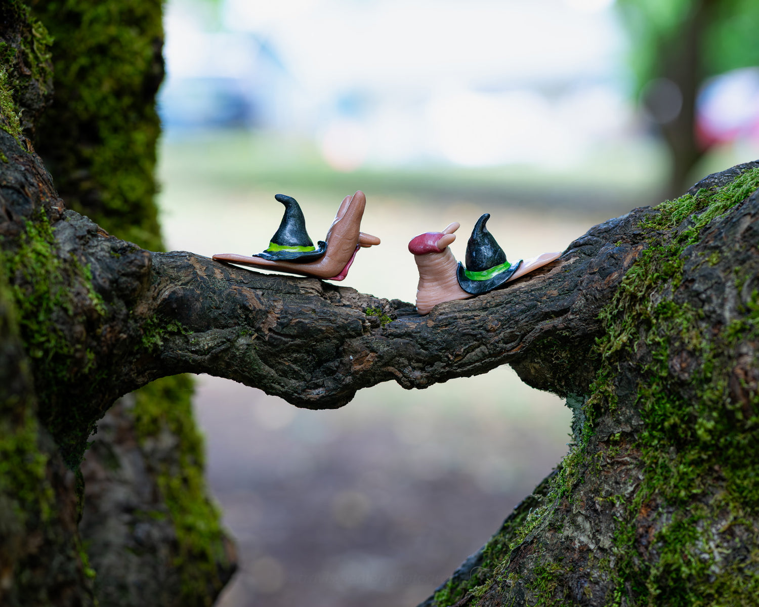 Snails with witches hats meet on a branch that looks like a bridge
