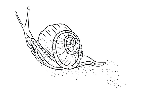 Following Snail Trails